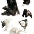 Petit ours …noir