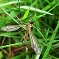 tipula maxima