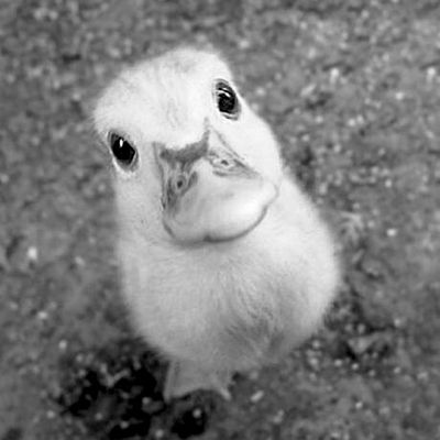 Le vilain petit canard