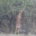 Antilope girafe - Afrique de l'Est