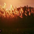 coucher de soleil sur les champs de cannes