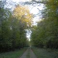 promenade en foret de Chateauvillain