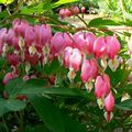 L'amour des fleurs ... prélude à la voie des fleurs d'Okakura