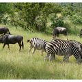 Parc Kruger, animaux