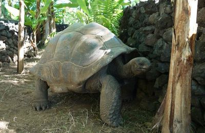 Des tortues géantes à Nosy Be