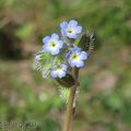 myosotis très rameux