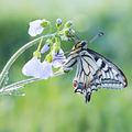 Machaon, avant et après