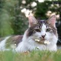 Le Chat d'Avril de Cloeti