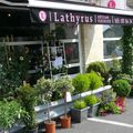 Lathyrus ! Mais qu'est-ce donc me direz vous ? Et