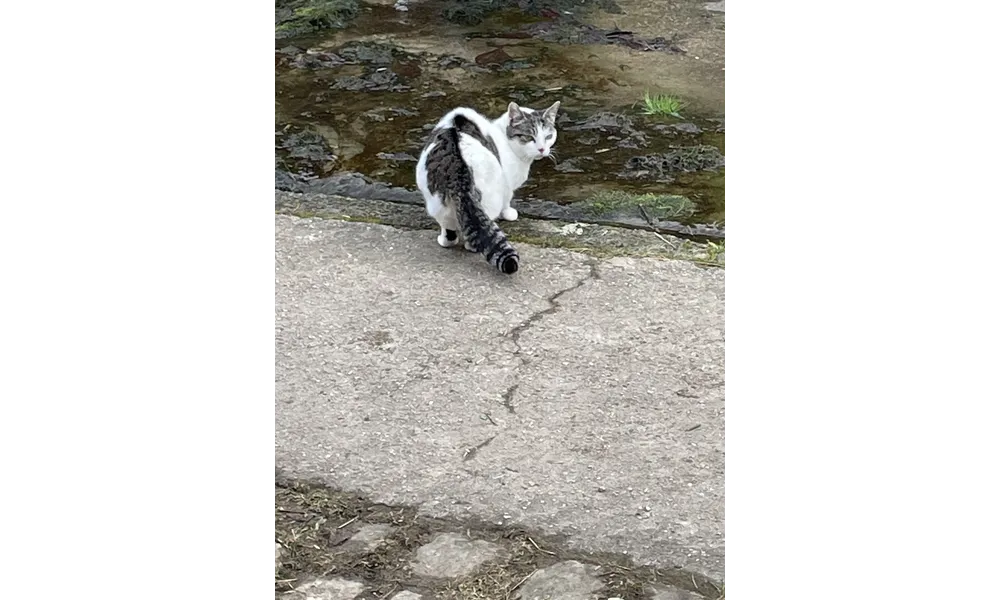 [GRIF' Abrite] Coucou marraine Yasmina! Blanchette, ta chatte de grange