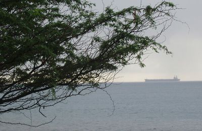 Bateau sous un arbre