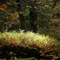 La forêt des feuilles magiques