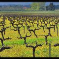 vignoble provençale