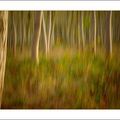 La forêt de mes songes