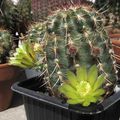  Cactus 2021 : panorama de floraisons