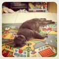 Le chat profite du tapis pendant la sieste des monstres !