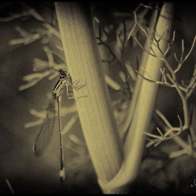 AGRION