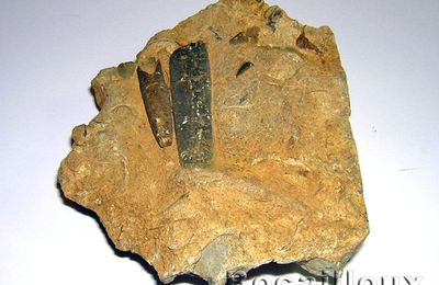 BELEMNITE ROSTRE F22 