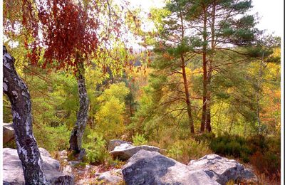 La forêt aux couleurs de l'automne