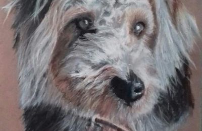 une croisée terrier