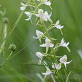 Plantanthère à deux feuilles * Butterfly orchid