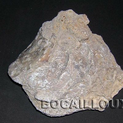 GRYPHAEA DILATATA 1