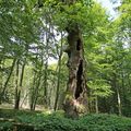 Le vieux chêne cornier de la forêt communale de VOSNON, 10130. Un des plus vieux chênes forestiers de France. 21/07/2019.