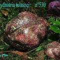 HYDNOTRIA