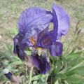 Un iris