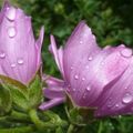 Fleurs des Hautes-Alpes