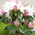 Rhododendrons 