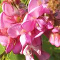 Dans mon jardin cette après-midi