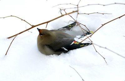 Mon amie Lucie qui adore les oiseaux !