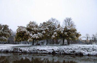 Végétation enneigée à Rennes le 10 février 2021 (1)