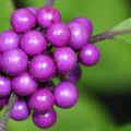 Le Callicarpa, un arbuste à la fructification spectaculaire 