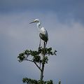 Aigrette Garzette 😉