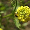 Les abeilles sauvages