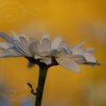 au jardin le soir