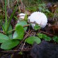 Champignon blanc à Chaumont