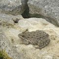 Gaspard le crapaud célibataire et fugueur !