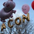 Novembre: le mois du cochon