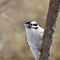 Downy Woodpecker