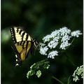 Papillon tigré du Canada