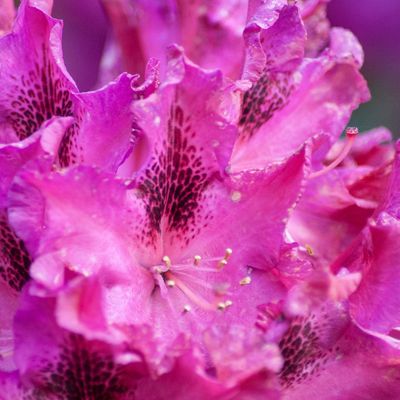 Prête à l'accueil...