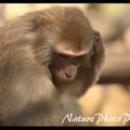 Macaque rhésus