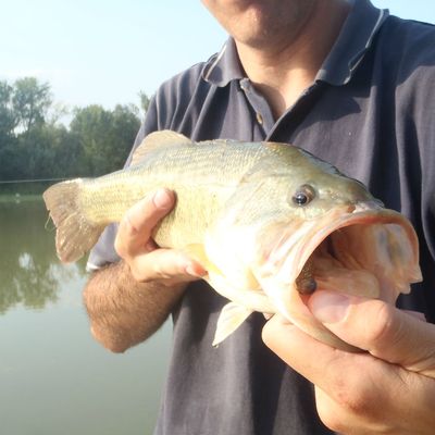 Black-bass au One Up Shad