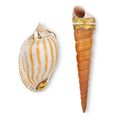 Shell boxes from Anthony and Marietta Coleridge Collection sold at Christie's London, 