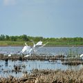 Combat d'oiseaux sur un étang en Camargue.