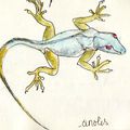 Guadeloupe Anolis petit lézard gourmand , il adore le sucre et en particulier la confiture...