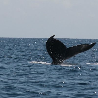 Sortie Baleines